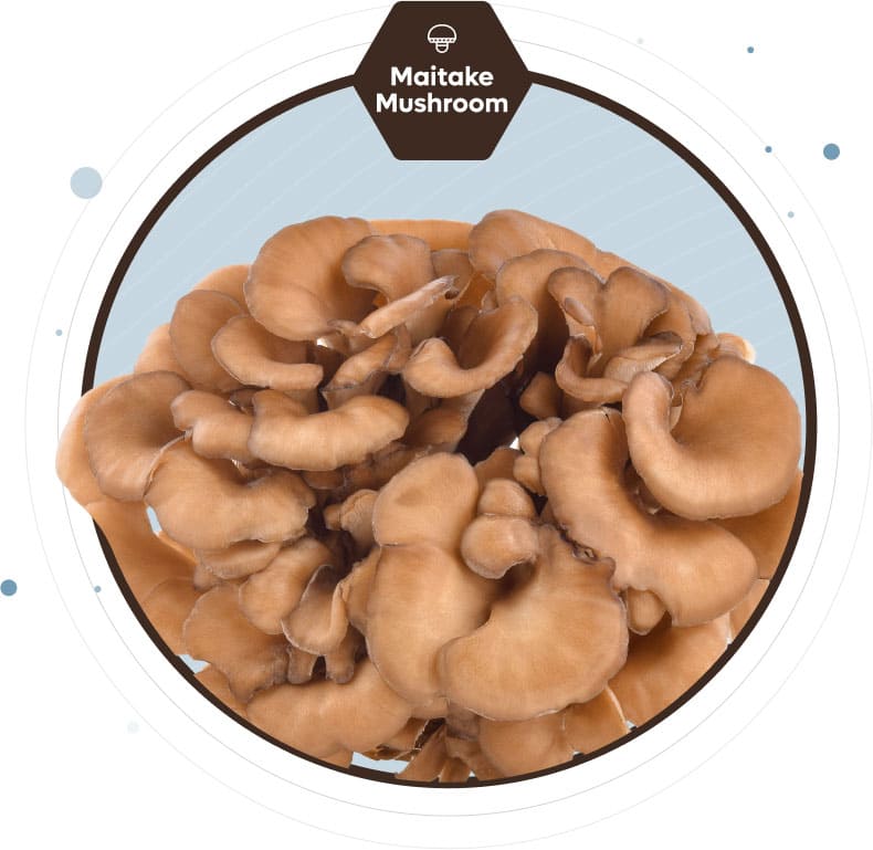 maitake mushroom