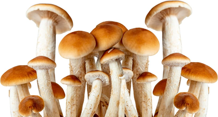 mushrooms 2